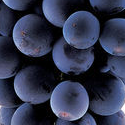 Grape Candy Grape Candy